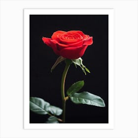 Red Rose On Black Background 77 Art Print