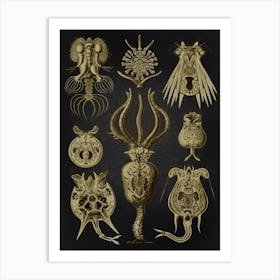 Vintage Haeckel 19 Tafel 32 Rädertiere Art Print
