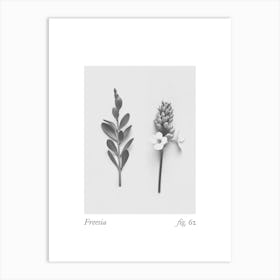 Freesia Botanical Collage 4 Art Print