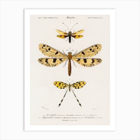 Collection Of Insects, Charles Dessalines D'Orbigny Art Print