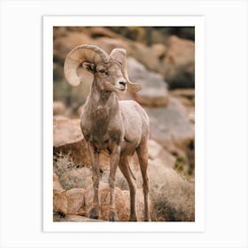 Desert Bighorn Sheep 1 Art Print