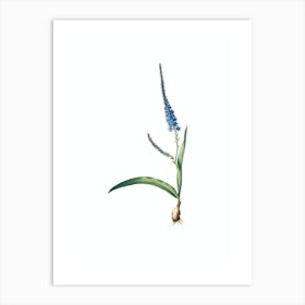 Vintage Ixia Plantaginea Botanical Illustration on Pure White Art Print