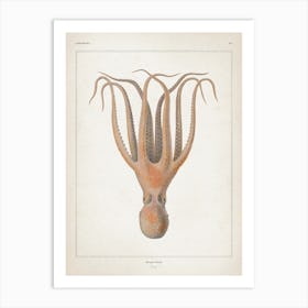 Vintage Vérany 1 Octopus Salutii 1 Art Print