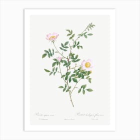 Pink Hedge Rose, Pierre Joseph Redoute Art Print