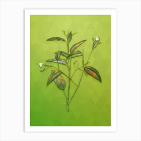 Vintage Maranta Arundinacea Botanical Art on Love Bird Green n.1181 Art Print