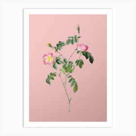 Vintage Pink Austrian Copper Rose Botanical on Soft Pink n.0086 Art Print