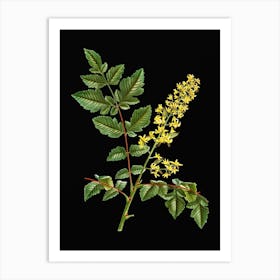 Vintage Golden Rain Tree Botanical Illustration on Solid Black n.0026 Art Print