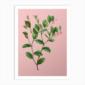 Vintage Andromeda Axillaris Bloom Botanical on Soft Pink n.0158 Art Print