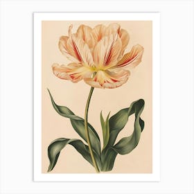 Tulip 7 Art Print