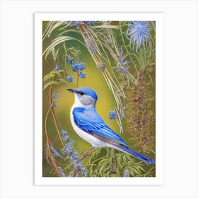 Bluebird Haeckel Style Vintage Illustration Bird Art Print