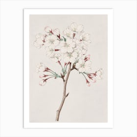 Cherry Blossoms Art Print