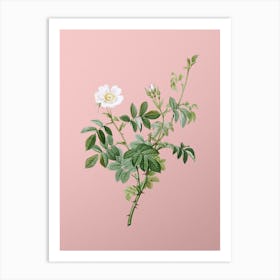 Vintage White Downy Rose Botanical on Soft Pink n.0952 Art Print