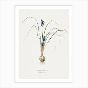 Hyacinth, Familie Der Cacteen Art Print