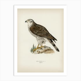 Goshawk Female (Accipiter Gentilis), The Von Wright Brothers Art Print