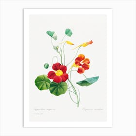 Monk'S Cress, Pierre Joseph Redouté Art Print