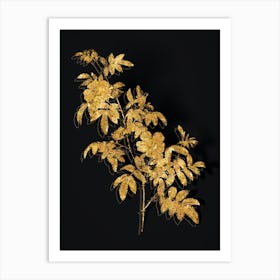 Vintage Musk Rose Botanical in Gold on Black n.0609 Art Print