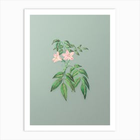 Vintage Turraea Pinnata Flower Botanical Art on Mint Green n.0178 Art Print