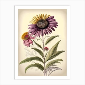 Echinacea Spices And Herbs Retro Drawing 1 Art Print