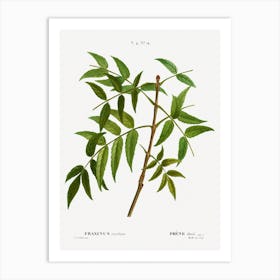 European Ash, Pierre Joseph Redoute Art Print