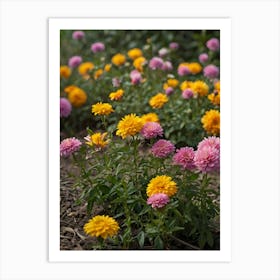 Chrysanthemums 1 Art Print