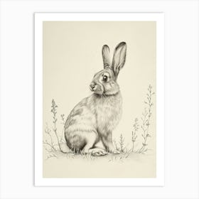 Holland Lop Rabbit Drawing 3 Art Print