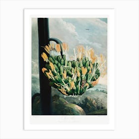 The Aloe From The Temple Of Flora (1807), Robert John Thornton Art Print