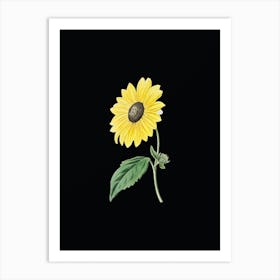 Vintage California Sunflower Botanical Illustration on Solid Black n.0859 Art Print