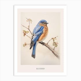 Vintage Bird Drawing Bluebird 2 Poster Art Print