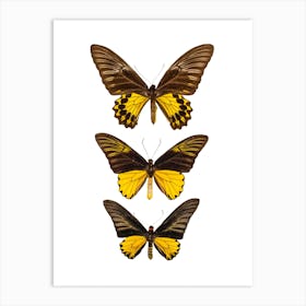 Three Black And Yellow Butterflies Art Print