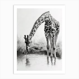 Giraffe Drinking Out Of A Watering Hole 1 Art Print