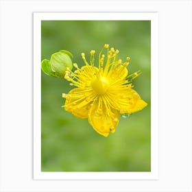 St. John’s Wort Art Print