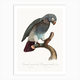 The Grey Parrot, From Natural History Of Parrots, Francois Levaillant Art Print