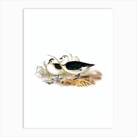 Vintage Pygmy Goose Bird Illustration on Pure White n.0300 Art Print