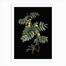 Vintage Sweet Acacia Botanical Illustration on Solid Black n.0778 Art Print