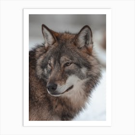 Brown Wolf Art Print