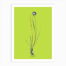 Vintage Allium Foliosum Black and White Gold Leaf Floral Art on Chartreuse n.0953 Art Print