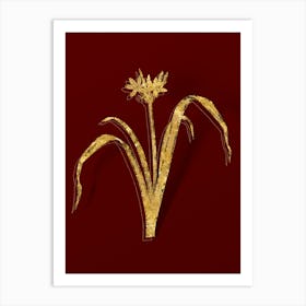 Vintage Small Flowered Pancratium Botanical in Gold on Red n.0228 Art Print