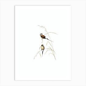 Vintage Long Tailed Grass Finch Bird Illustration on Pure White n.0289 Art Print