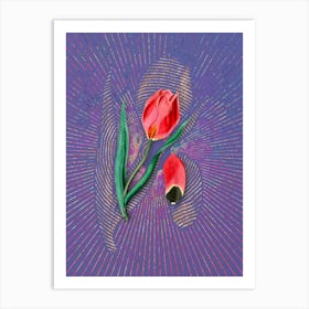 Vintage Sun's Eye Tulip Botanical Illustration on Veri Peri n.0716 Art Print