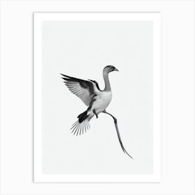 Turkey B&W Pencil Drawing 1 Bird Art Print