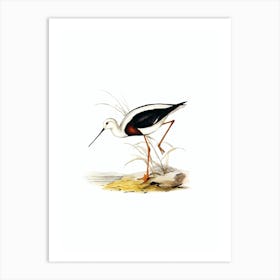 Vintage Banded Stilt Bird Illustration on Pure White n.0309 Art Print