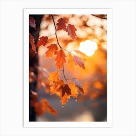 Autumn Leaves In The Sunlight 3 Art Print