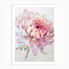 Pink Chrysanthemum Art Print