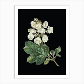 Vintage Oakleaf Hydrangea Botanical Illustration on Solid Black n.0808 Art Print