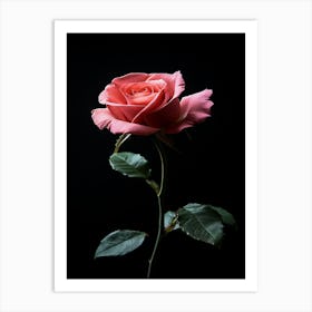 Pink Rose Isolated On Black Background 6 Art Print