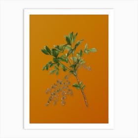 Vintage Shrub Yellowroot Botanical on Sunset Orange n.0154 Art Print