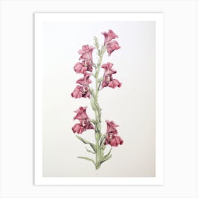 Snapdragons Flower Vintage Botanical 0 Art Print