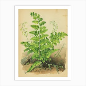 Vintage Illustration Southern Maidenhair Fern 3 Art Print