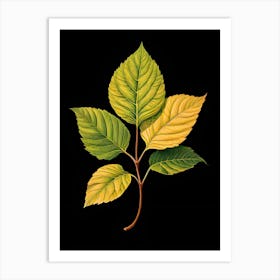 Elm Leaf Art Print