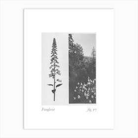 Foxglove Botanical Collage 3 Art Print